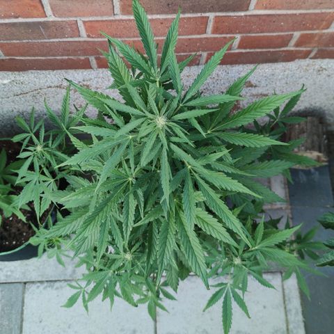 Easy Bud (Automatic) growlog timeline photo
