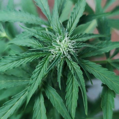 Easy Bud (Automatic) growlog timeline photo