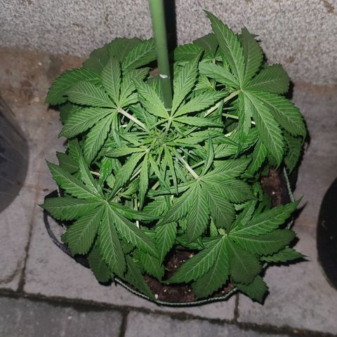 Auto Fat Blueberry  growlog timeline photo
