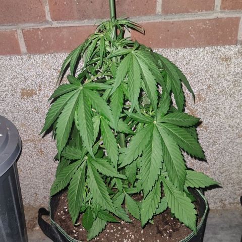 Auto Fat Blueberry  growlog timeline photo