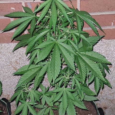 Black Orchid Auto growlog timeline photo