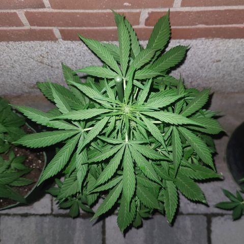 Black Orchid Auto growlog timeline photo