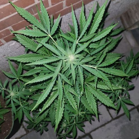 Easy Bud (Automatic) growlog timeline photo