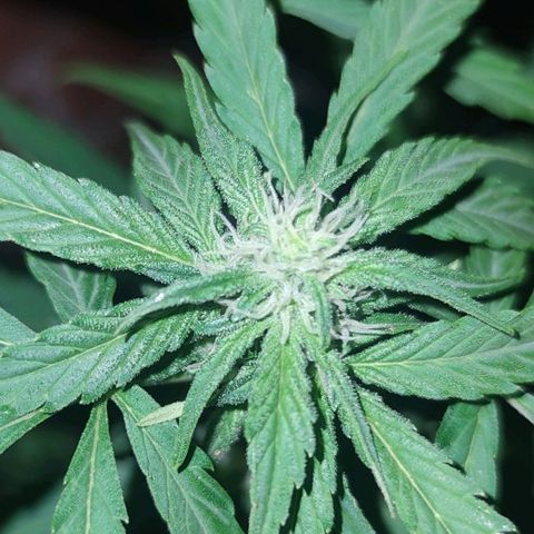 Easy Bud (Automatic) growlog timeline photo