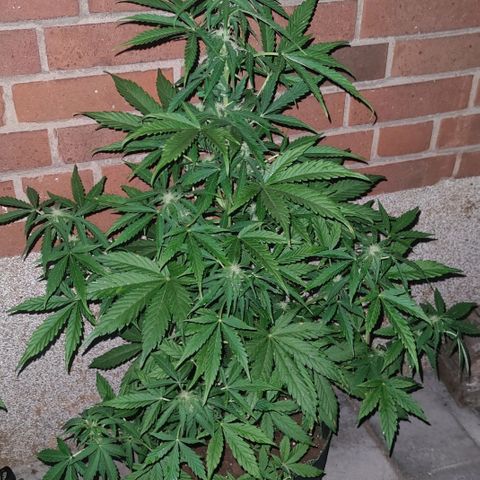 Easy Bud (Automatic) growlog timeline photo