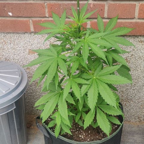 Auto Fat Blueberry  growlog timeline photo