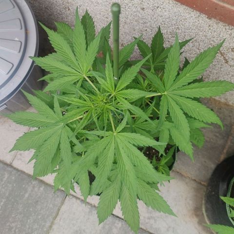 Auto Fat Blueberry  growlog timeline photo