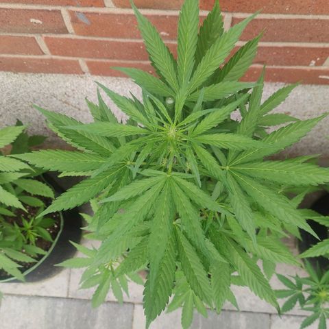 Black Orchid Auto growlog timeline photo