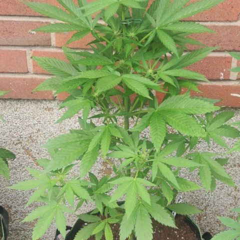 Black Orchid Auto growlog timeline photo