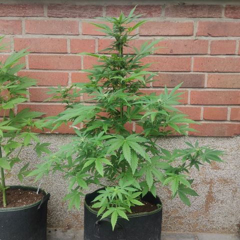 Easy Bud (Automatic) growlog timeline photo