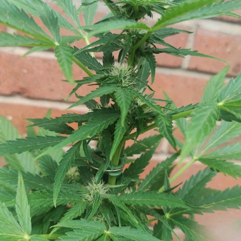 Easy Bud (Automatic) growlog timeline photo