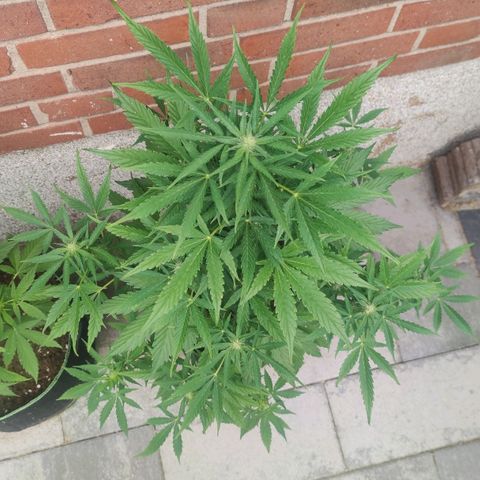 Easy Bud (Automatic) growlog timeline photo