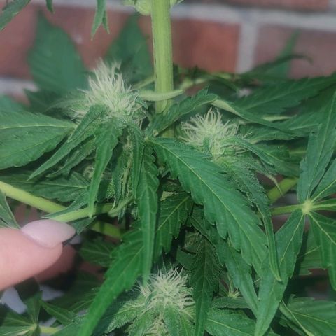 Easy Bud (Automatic) growlog timeline photo
