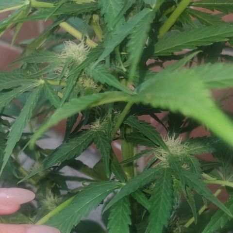 Easy Bud (Automatic) growlog timeline photo