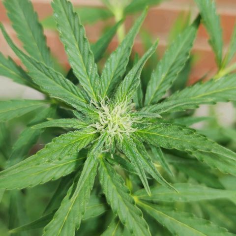Easy Bud (Automatic) growlog timeline photo