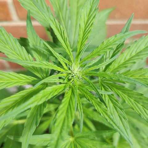 Black Orchid Auto growlog timeline photo