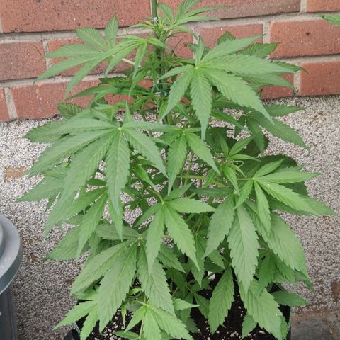 Auto Fat Blueberry  growlog timeline photo