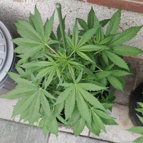 Auto Fat Blueberry  growlog timeline photo