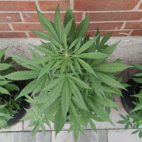 Black Orchid Auto growlog timeline photo