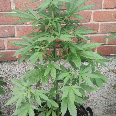 Black Orchid Auto growlog timeline photo