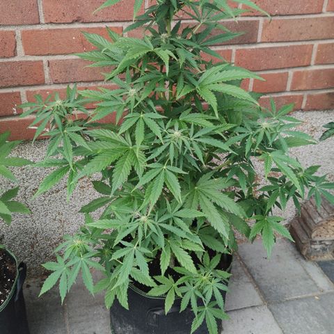 Easy Bud (Automatic) growlog timeline photo
