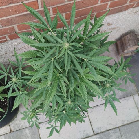 Easy Bud (Automatic) growlog timeline photo