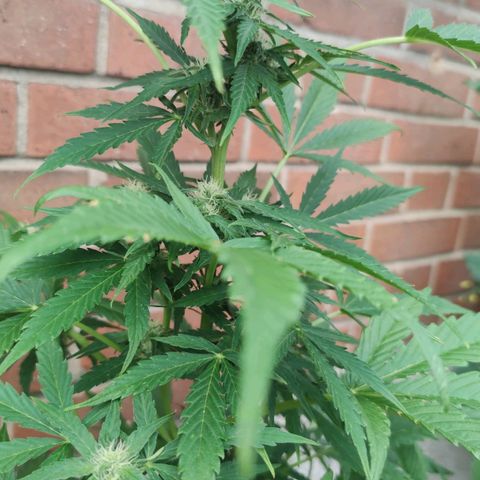 Easy Bud (Automatic) growlog timeline photo