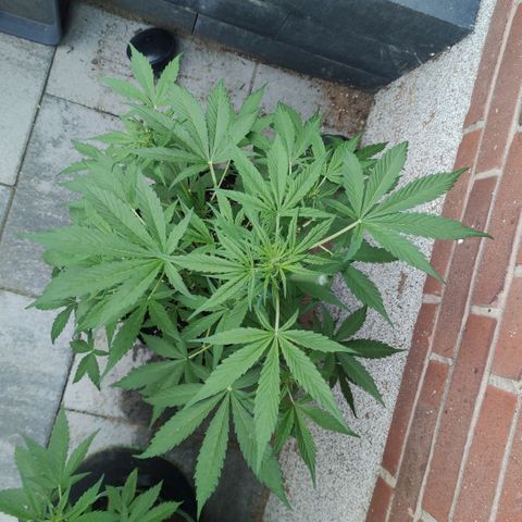Auto Fat Blueberry  growlog timeline photo