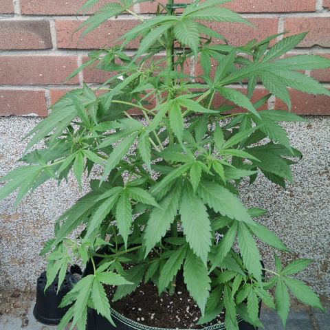 Auto Fat Blueberry  growlog timeline photo