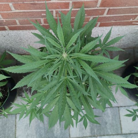 Black Orchid Auto growlog timeline photo