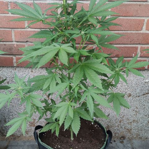 Black Orchid Auto growlog timeline photo