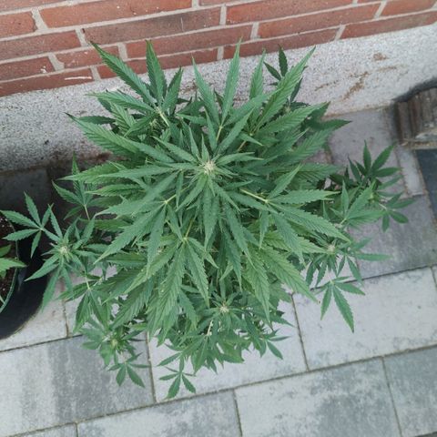 Easy Bud (Automatic) growlog timeline photo