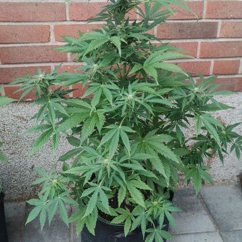 Easy Bud (Automatic) growlog timeline photo
