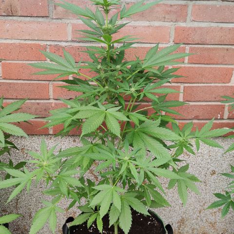 Black Orchid Auto growlog timeline photo