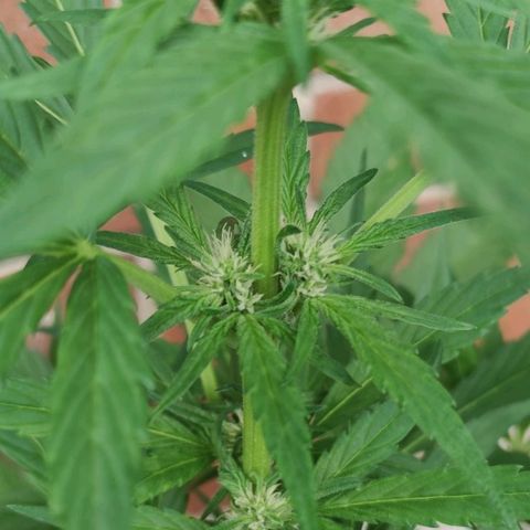 Black Orchid Auto growlog timeline photo