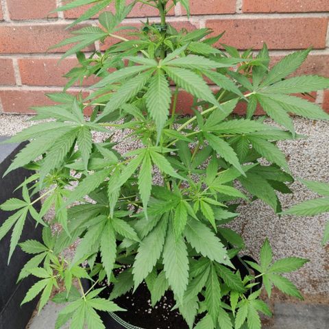 Auto Fat Blueberry  growlog timeline photo