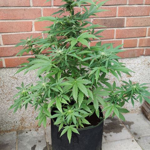 Easy Bud (Automatic) growlog timeline photo