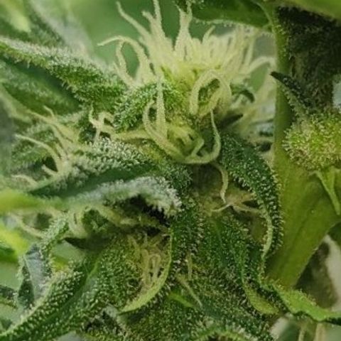 Easy Bud (Automatic) growlog timeline photo