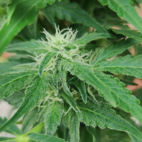Easy Bud (Automatic) growlog timeline photo