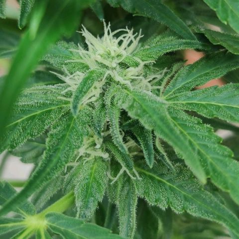 Easy Bud (Automatic) growlog timeline photo