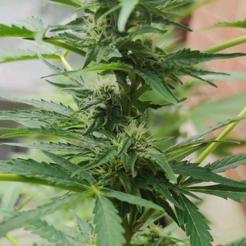 Easy Bud (Automatic) growlog timeline photo