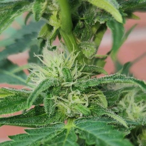 Easy Bud (Automatic) growlog timeline photo
