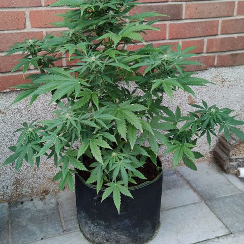 Easy Bud (Automatic) growlog timeline photo