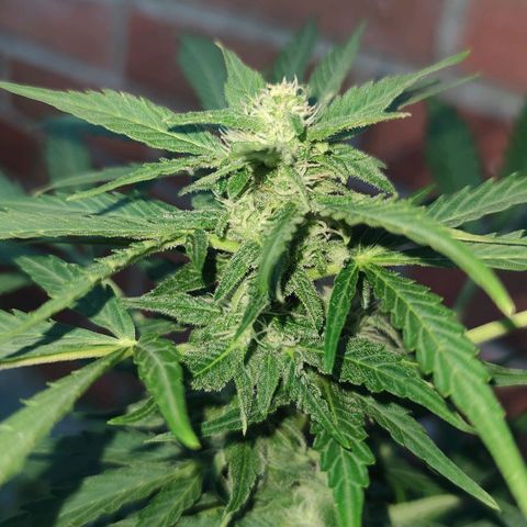 Easy Bud (Automatic) growlog timeline photo