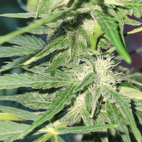 Easy Bud (Automatic) growlog timeline photo