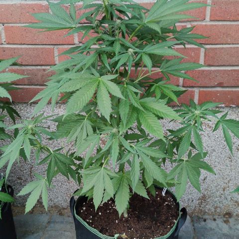 Black Orchid Auto growlog timeline photo