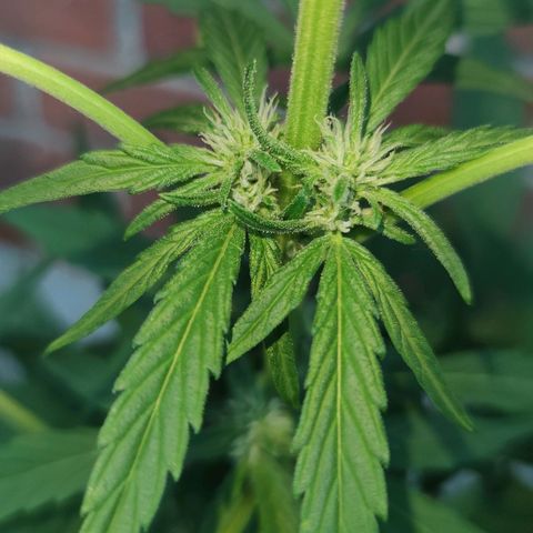 Black Orchid Auto growlog timeline photo