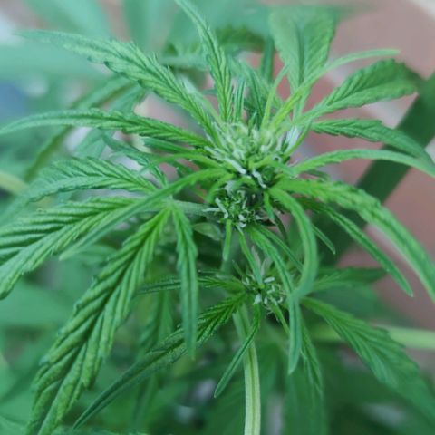 Auto Fat Blueberry  growlog timeline photo