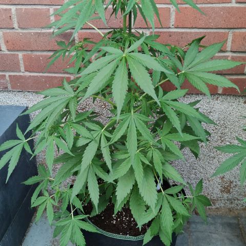 Auto Fat Blueberry  growlog timeline photo