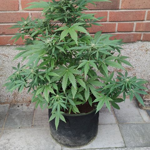 Easy Bud (Automatic) growlog timeline photo